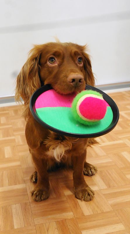 Terapianurkan eläinavusteinen terapia, kuvassa koira lelu suussaan