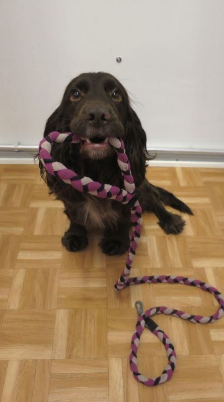 Terapianurkan eläinavusteinen terapia, kuvassa Aino -koira hihna suussaan