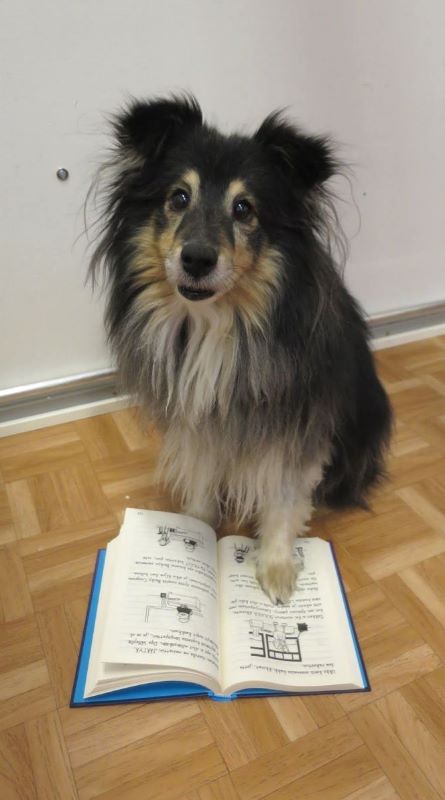 Terapianurkan eläinavusteinen terapia, kuvassa Pinko -koira istumassa tassu avoimen kirjan sivulla